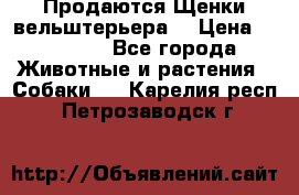 Продаются Щенки вельштерьера  › Цена ­ 27 000 - Все города Животные и растения » Собаки   . Карелия респ.,Петрозаводск г.